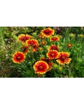 Gaillardia grandiflora ’Arizona Sun’
